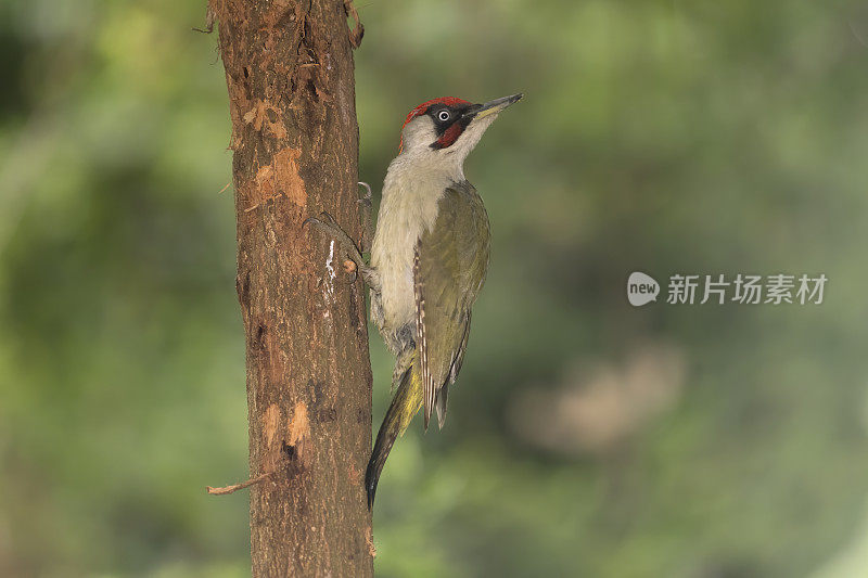 雄性欧洲绿啄木鸟(Picus viridis)